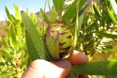 Leucadendron microcephalum