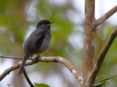 Rufous-Throated Solitaire photo 2