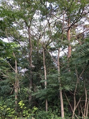 Ailanthus altissima