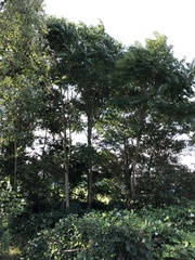 Ailanthus altissima