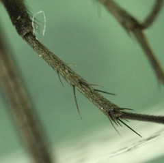 Pollenia rudis