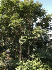 Ailanthus altissima