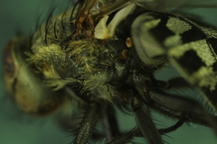 Pollenia rudis