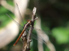 Orthemis macrostigma