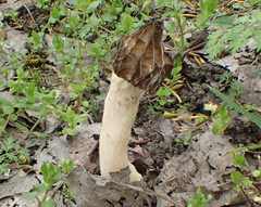 Morchella semilibera