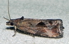 Endothenia nubilana