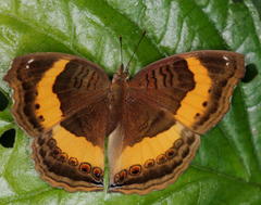 Junonia elgiva