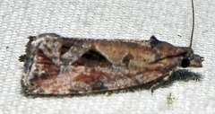 Endothenia nubilana