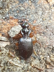 Platynus scrobiculatus