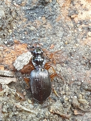 Platynus scrobiculatus