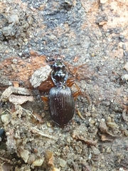 Platynus scrobiculatus