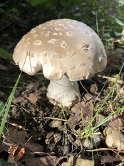 Amanita strobiliformis