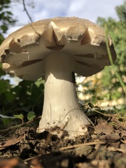 Amanita strobiliformis