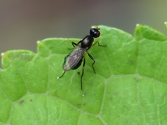 Nemopoda nitidula