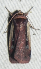 Ochropleura implecta