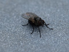 Coenosia atra