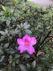 Rhododendron