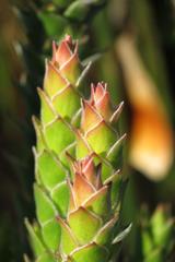 Mimetes capitulatus
