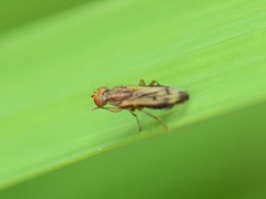 Opomyza petrei