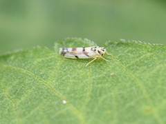 Eupteryx atropunctata
