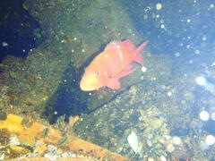 Chrysoblephus laticeps