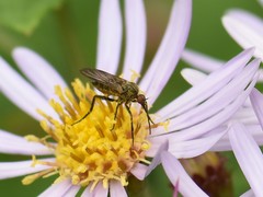 Empis opaca