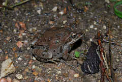 Pseudacris streckeri