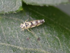 Eupteryx atropunctata