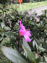 Rhododendron