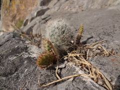 Escobaria dasyacantha