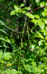 Carex arnellii