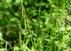 Carex arnellii