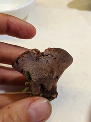 Hydnellum lundellii