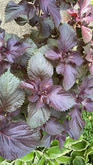 Perilla frutescens