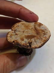 Hydnellum lundellii
