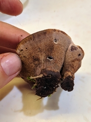 Hydnellum lundellii
