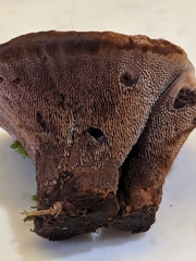 Hydnellum lundellii
