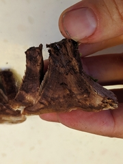 Hydnellum lundellii