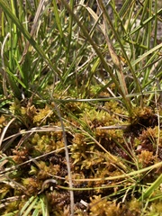 Sphagnum denticulatum