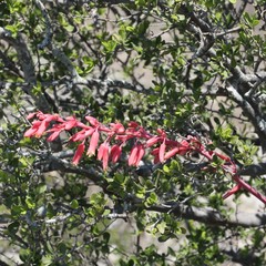 Hesperaloe parviflora