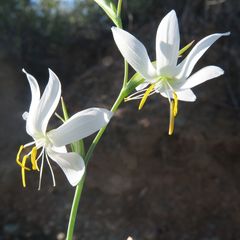Hesperantha bachmannii