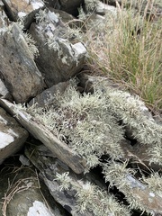 Ramalina siliquosa