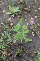 Erodium cicutarium