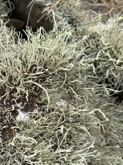 Ramalina siliquosa