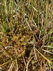 Sphagnum compactum