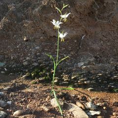 Hesperantha bachmannii