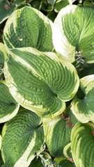 Hosta