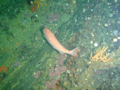 Pterogymnus laniarius