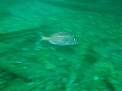 Pterogymnus laniarius