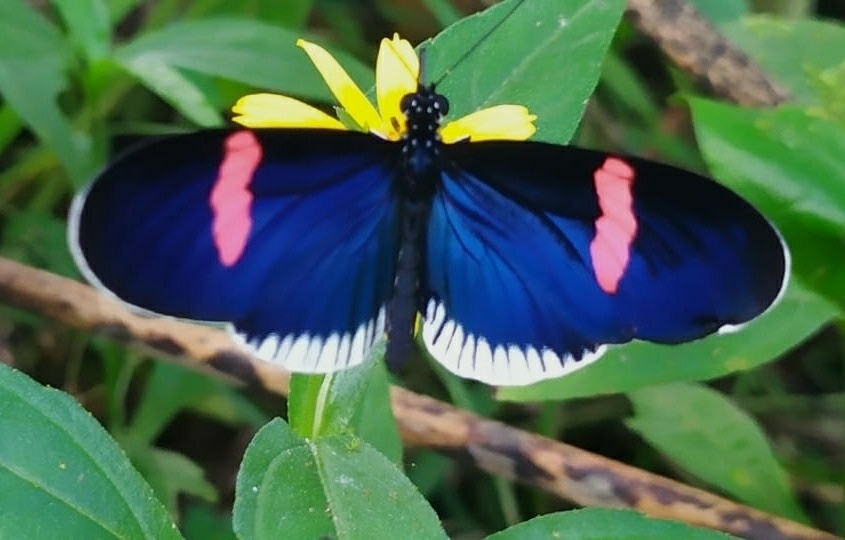 Heliconius erato image